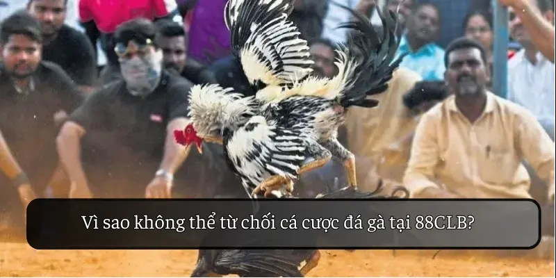 Vì sao không thể từ chối cá cược đá gà tại 88CLB?