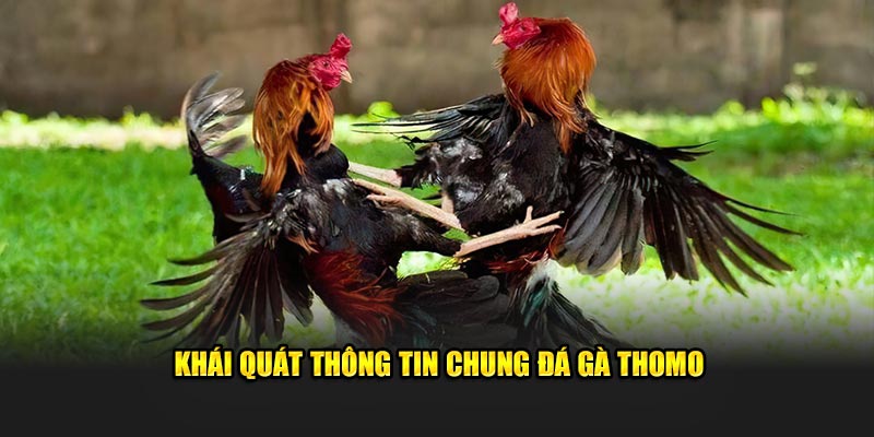 Khái quát thông tin chung đá gà Thomo