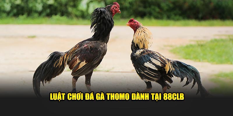 Luật tham gia đá gà Thomo tại 88CLB